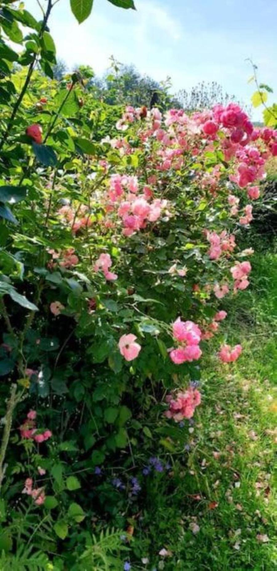 La Maison Des Roses Drachenbronn-Birlenbach Exteriér fotografie