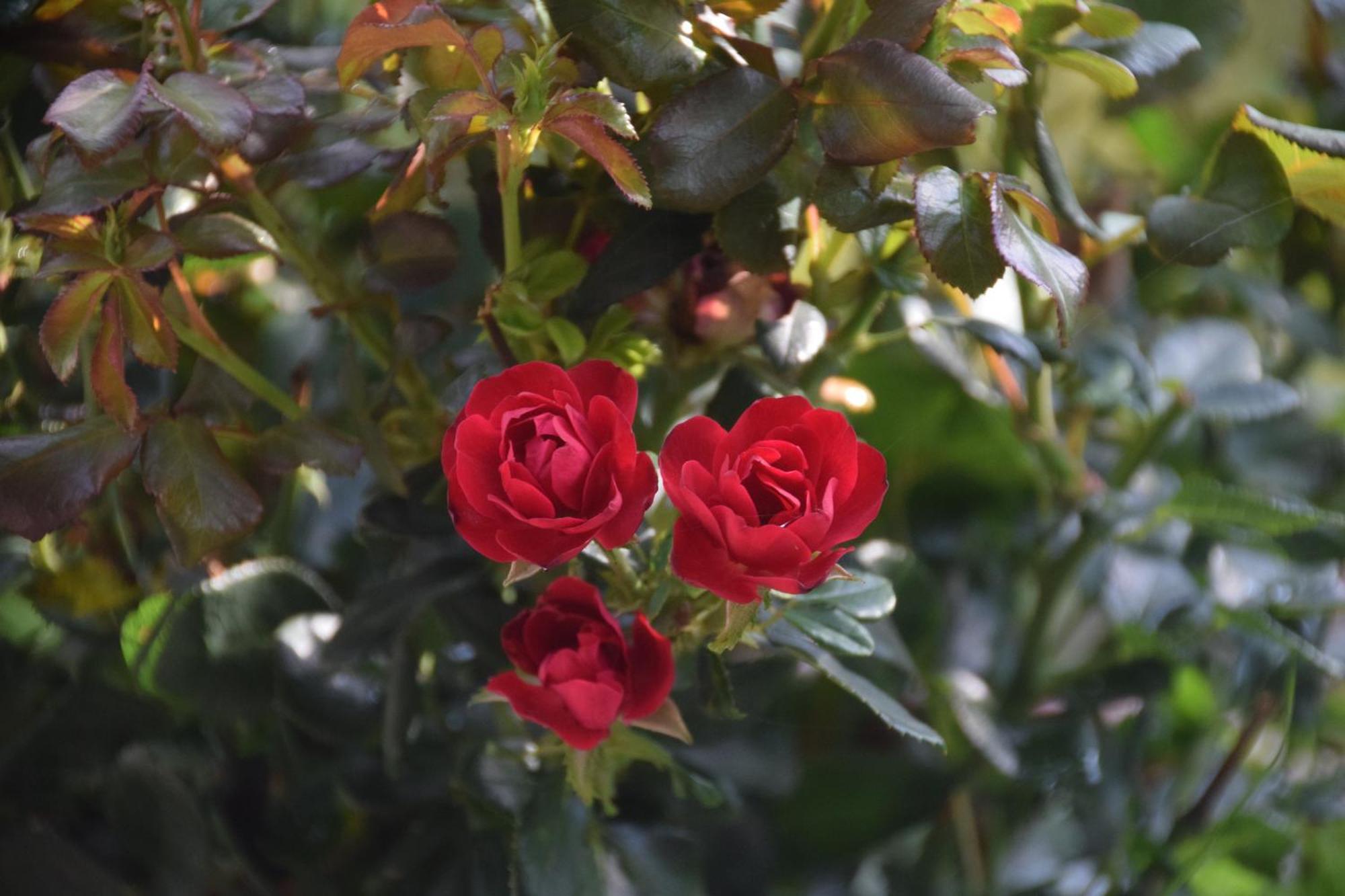 La Maison Des Roses Drachenbronn-Birlenbach Exteriér fotografie